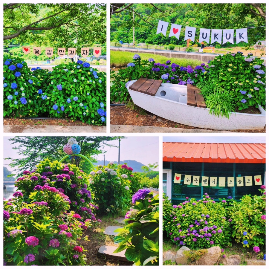 통영RCE세자트라숲+이순신공원 수국 산책로+달아전망대+통영 중앙전통시장+광도천 수국꽃길