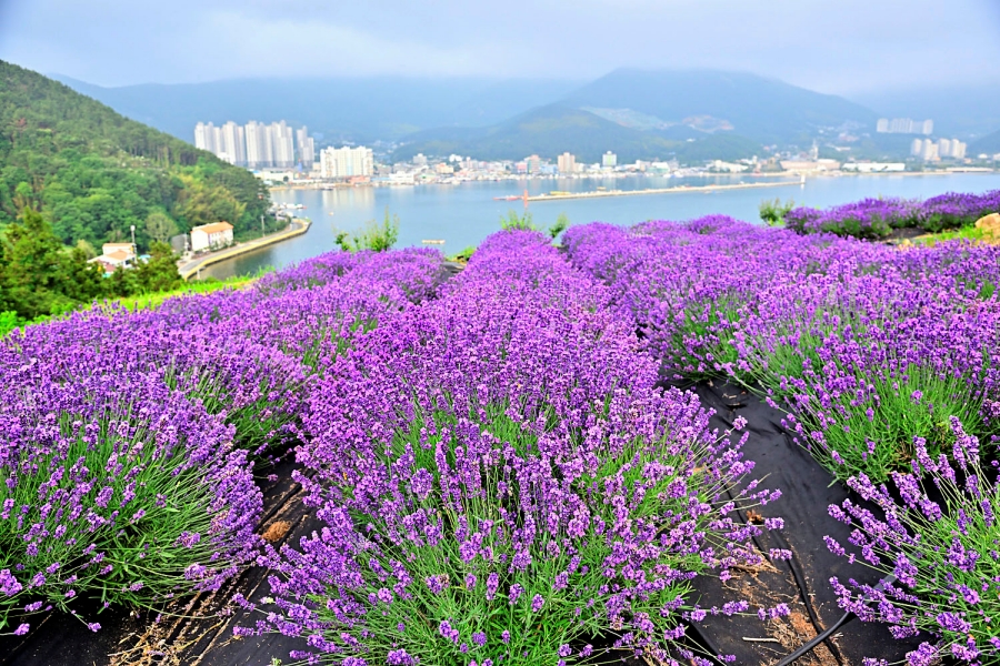 거제 저구항 남부면 수국+지세포진성 꽃동산+해금강 우제봉전망대+명사항 다목적 해상데크+노랑버덩+바람의 언덕