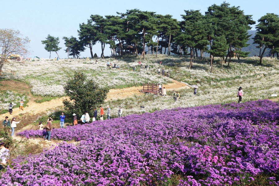 전국최대 정읍 구절초꽃축제+천만송이 임실치즈테마파크 국화꽃+옥정호 출렁다리+붕어섬 생태공원
