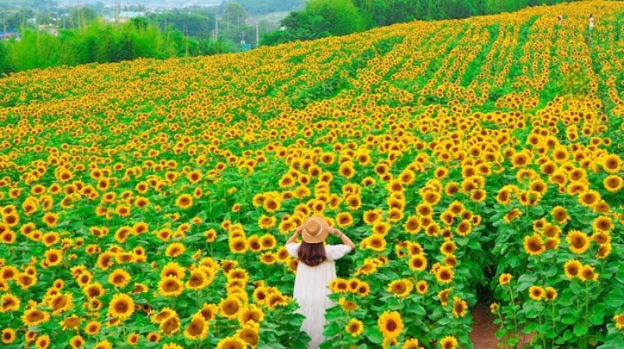 함안 강주해바라기 축제+무진정+다솔사+진주 월아산 수국축제+호암 이병철 생가+악양생태공원 금계국