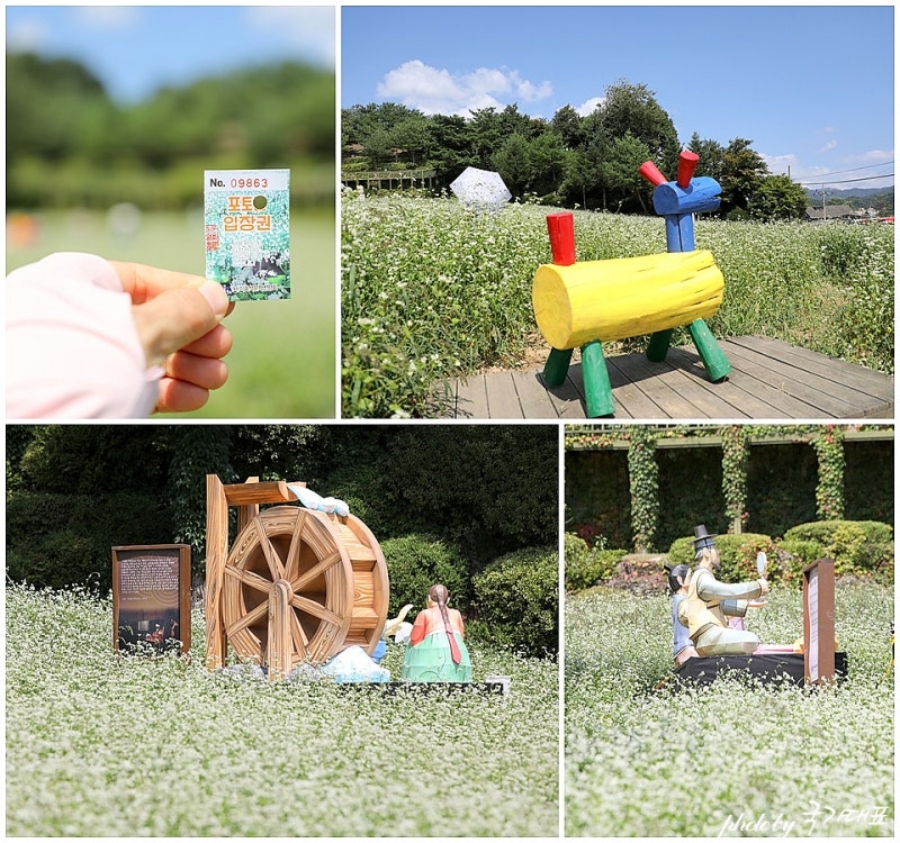 전국최대 봉평 메밀꽃축제(평창 효석문화제)+허브나라농원+밀브릿지 전나무숲