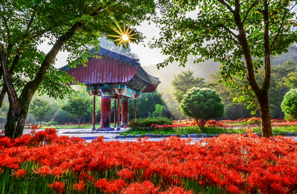 거창 감악산 꽃별 여행(아스타국화축제)+고창 선운사 꽃무릇+가조온천 꽃단지 (황화코스모스)
