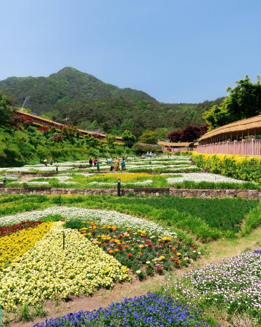 합천 황매산 철쭉제+핫들생태공원 작약+동의보감촌+아름다운 사찰 수선사