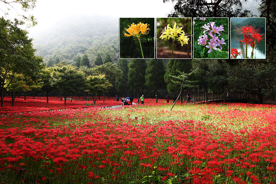 거창 감악산 꽃별 여행(아스타국화축제)+영광 불갑산 상사화 축제(꽃무릇)+가조온천 꽃단지 (황화코스모스)