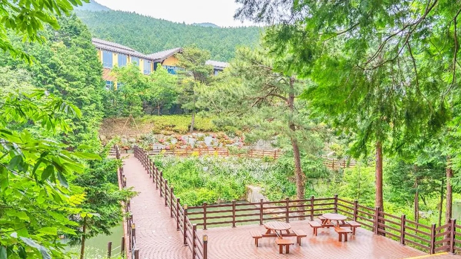 천상의 화원 고흥 쑥섬(애도) 수국축제+팔영산 편백 치유의 숲+우도 레인보우교(무지개다리)