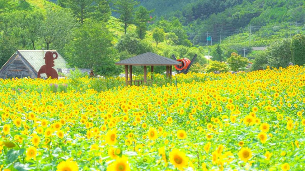 태백 해바라기축제(구와우마을)+시원한 용연굴+만항재 야생화축제+적멸보궁 정암사 복제
