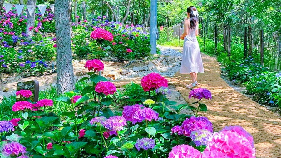 [3사찰] 진주 월아산 수국 수국 페스티벌+사천 다솔사(천년고찰)+진주 응석사+진주성 호국사