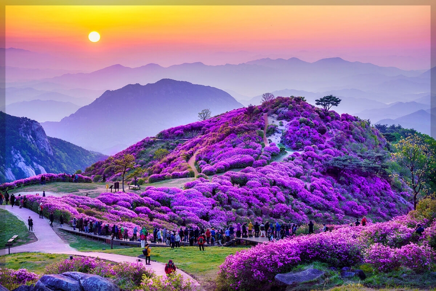 합천 황매산 철쭉제+핫들생태공원 작약+전 구형왕릉+성철스님 생가 터 겁외사+남사예담촌