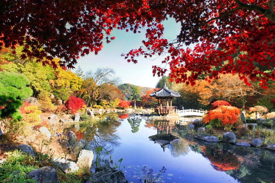 말이 필요 없는 [남이섬] 단풍+가평 [아침고요수목원] 단풍