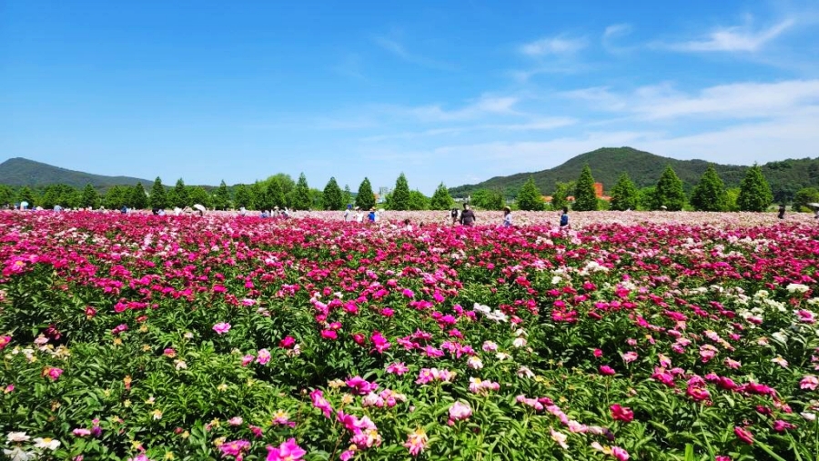 합천 황매산 철쭉제+핫들생태공원 작약+전 구형왕릉+성철스님 생가 터 겁외사+남사예담촌