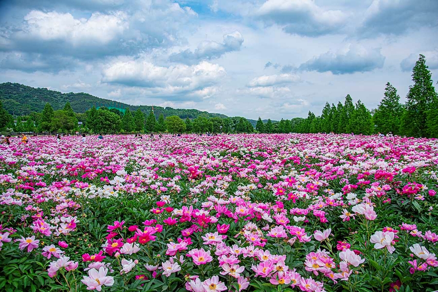 합천 황매산 철쭉제+핫들생태공원 작약+전 구형왕릉+성철스님 생가 터 겁외사+남사예담촌