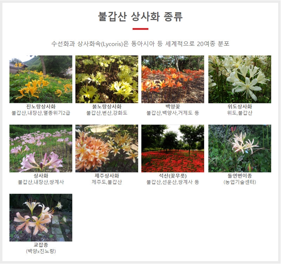 거창 감악산 꽃별 여행(아스타국화축제)+영광 불갑산 상사화 축제(꽃무릇)+가조온천 꽃단지 (황화코스모스)