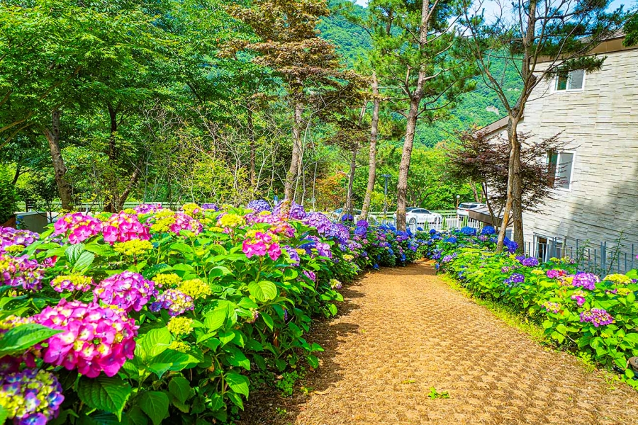 [3사찰] 진주 월아산 수국 수국 페스티벌+사천 다솔사(천년고찰)+진주 응석사+진주성 호국사
