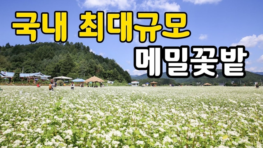 전국최대 봉평 메밀꽃축제(평창 효석문화제)+허브나라농원+밀브릿지 전나무숲