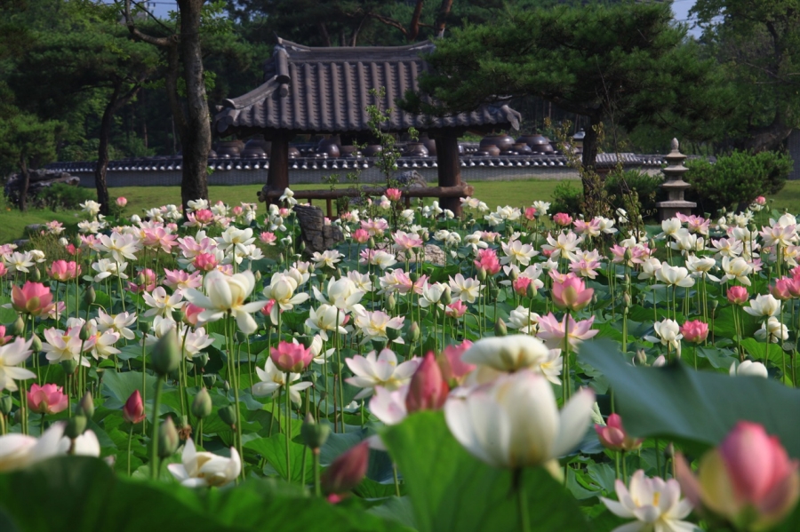 양평 두물머리+배다리+세미원 연꽃문화제+이포보 전망대+여주 신륵사+남한강 출렁다리+세종대왕릉