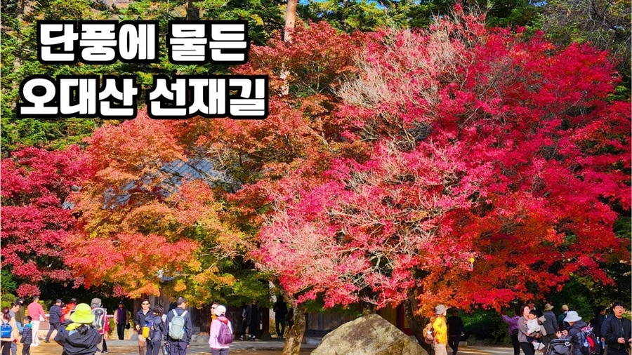 오대산 월정사+선재길+상원사 단풍길(트레킹 또는 관광)+평창 바위공원