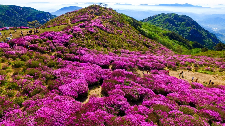 합천 황매산 철쭉제+핫들생태공원 작약+전 구형왕릉+성철스님 생가 터 겁외사+남사예담촌