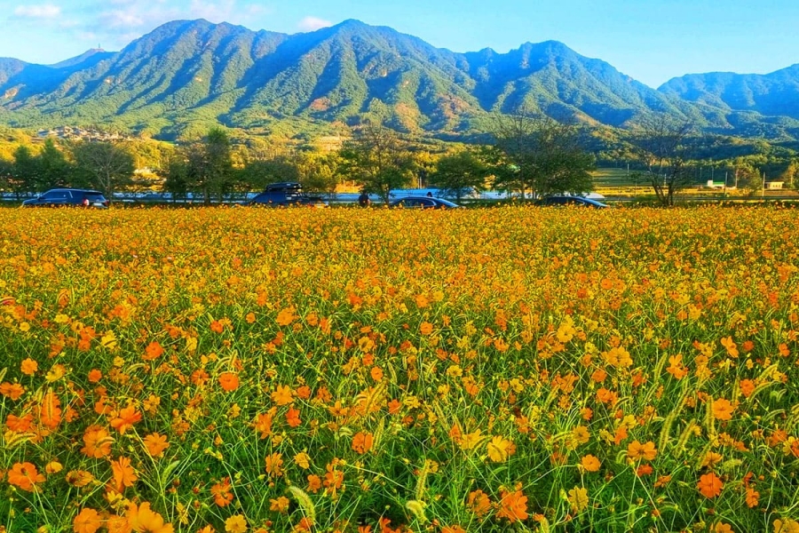 거창 감악산 꽃별 여행(아스타국화축제)+영광 불갑산 상사화 축제(꽃무릇)+가조온천 꽃단지 (황화코스모스)