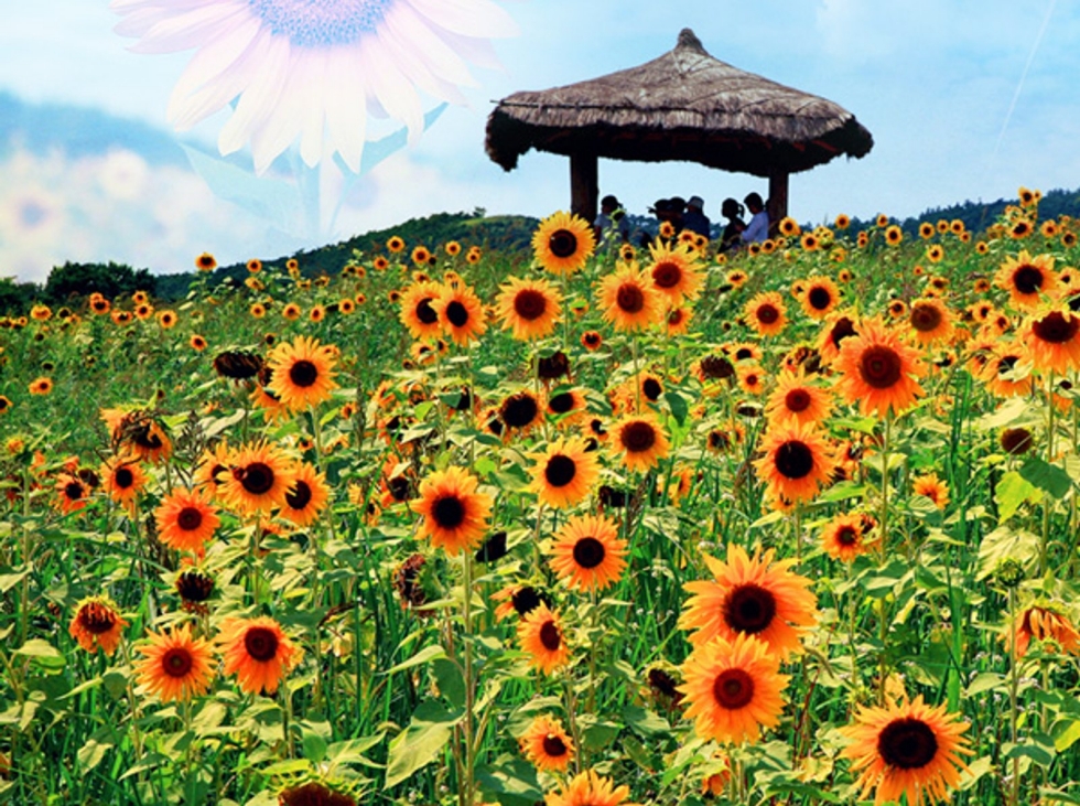 태백 해바라기축제(구와우마을)+시원한 용연굴+만항재 야생화축제+적멸보궁 정암사 복제