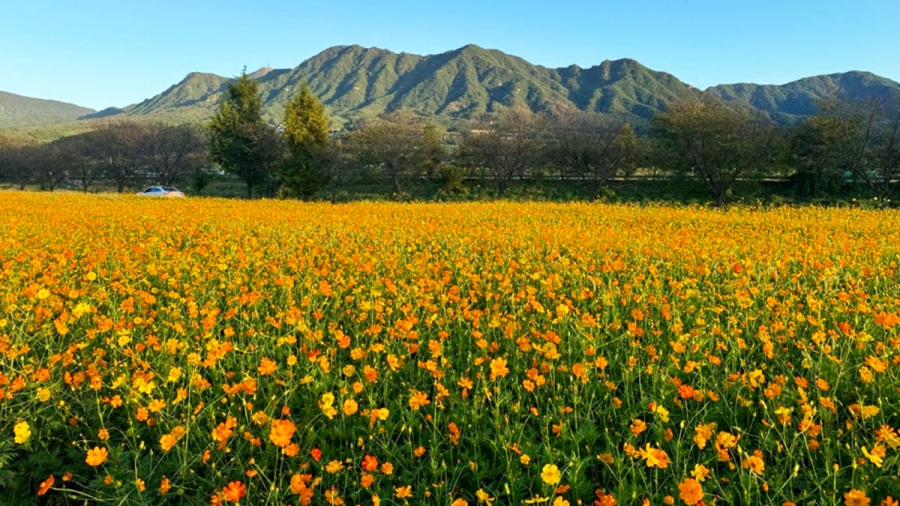 거창 감악산 꽃별 여행(아스타국화축제)+영광 불갑산 상사화 축제(꽃무릇)+가조온천 꽃단지 (황화코스모스)