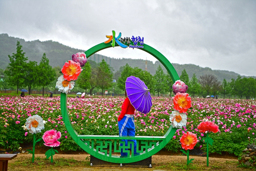 합천 황매산 철쭉제+핫들생태공원 작약+전 구형왕릉+성철스님 생가 터 겁외사+남사예담촌