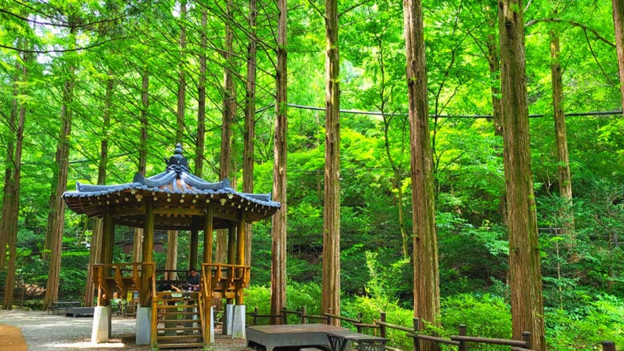 공주 유구 색동수국정원 꽃 죽제+세계문화유산 마곡사+장태산자연휴양림 메타세쿼이 산림욕