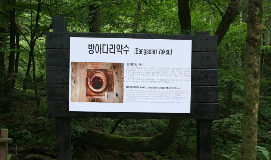 전국최대 봉평 메밀꽃축제(평창 효석문화제)+허브나라농원+밀브릿지 전나무숲