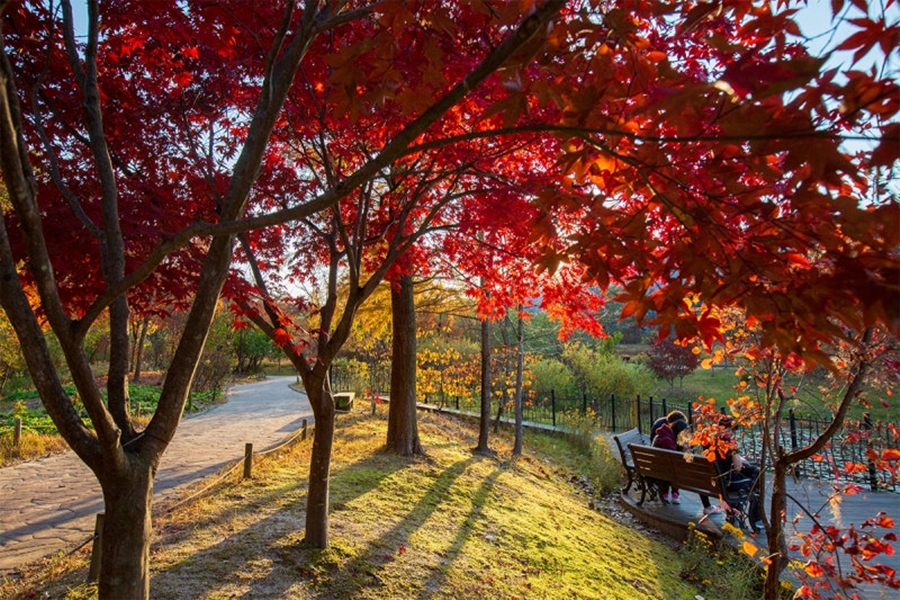 화담숲 가을단풍축제+여주 황학산 수목원+명성왕후 생가