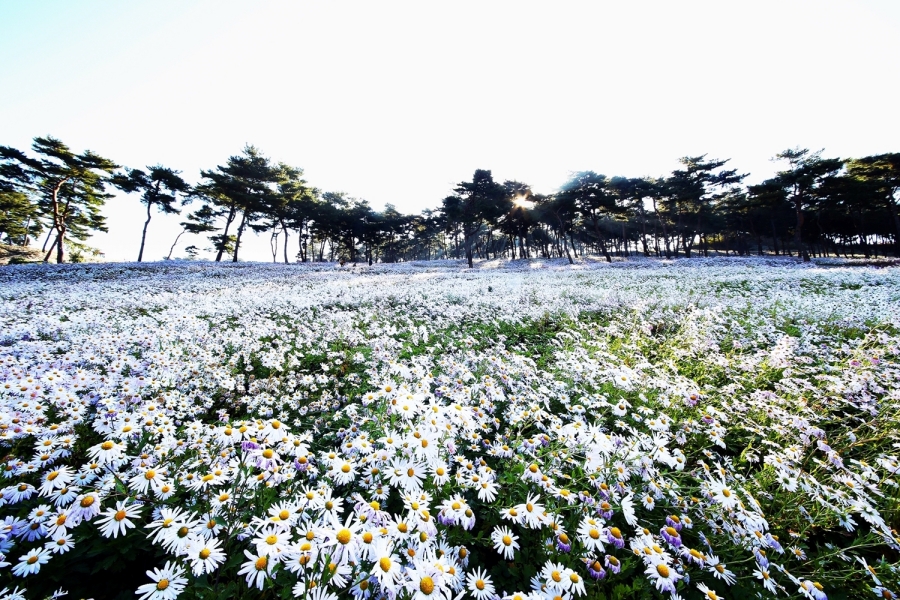 전국최대 정읍 구절초꽃축제+천만송이 임실치즈테마파크 국화꽃+옥정호 출렁다리+붕어섬 생태공원