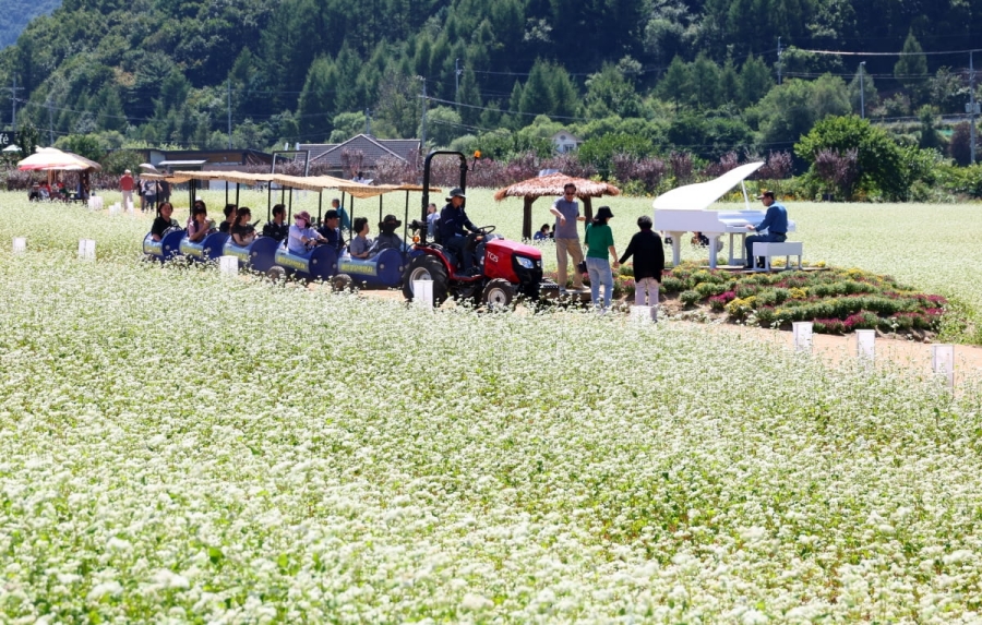 전국최대 봉평 메밀꽃축제(평창 효석문화제)+허브나라농원+밀브릿지 전나무숲