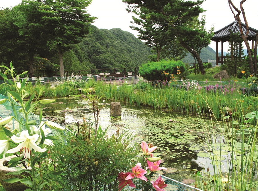 천상의정원 옥천 수생식물학습원+부소담악 절경+대청호 명상정원+한국의 앙코르와트 상소동 산림욕장