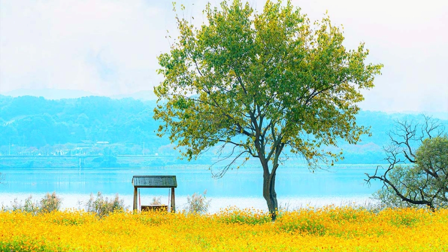 남양주 물의 정원+다산생태공원+팔당전망대+양평 두물머리+배다리+세미원 연꽃문화제+