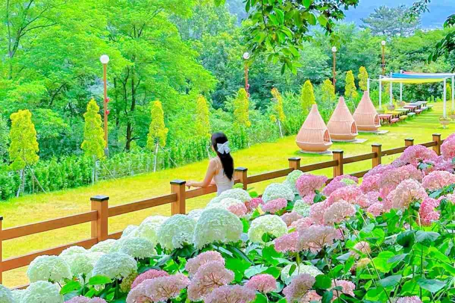 [3사찰] 진주 월아산 수국 수국 페스티벌+사천 다솔사(천년고찰)+진주 응석사+진주성 호국사