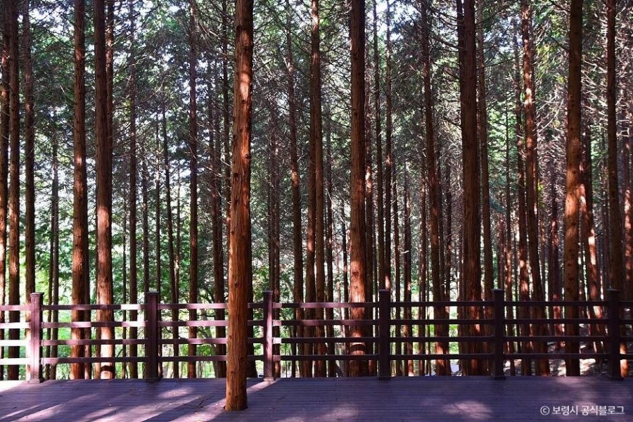 죽도 상화원(세상에서 가장 긴 지붕2km 산책길)+성주산 자연휴양림+청소역(택시운전사 촬영지)+충청수영성