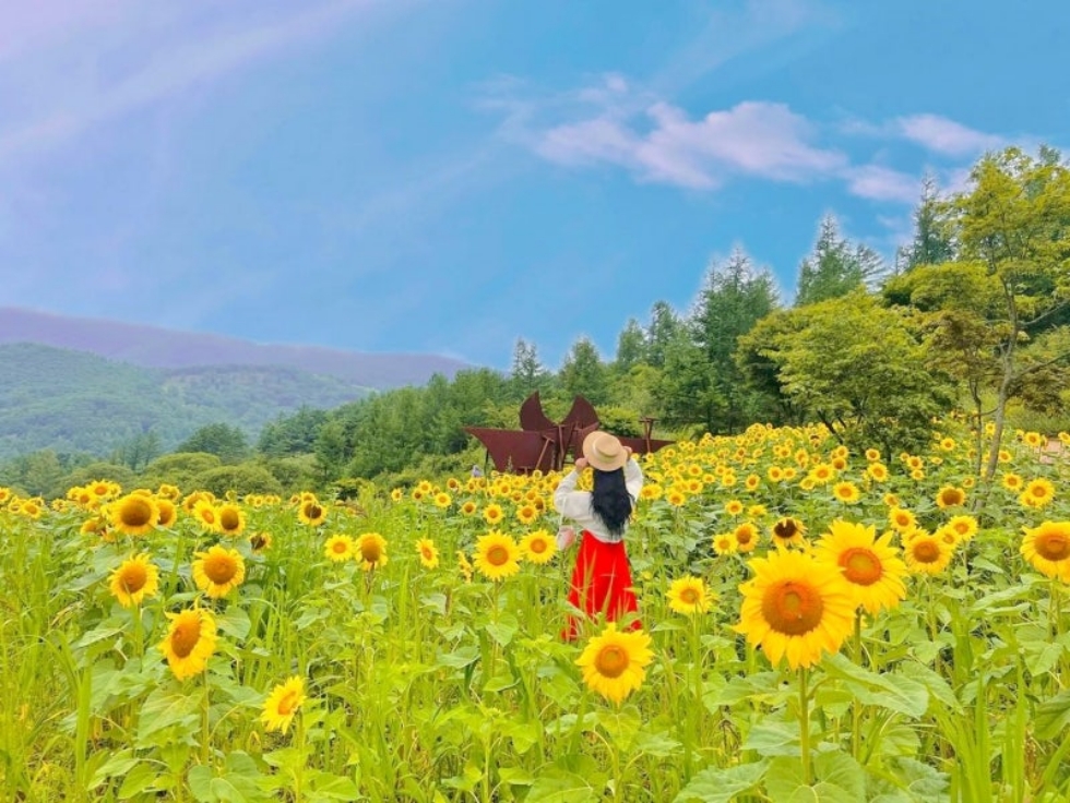 태백 해바라기축제(구와우마을)+시원한 용연굴+만항재 야생화축제+적멸보궁 정암사 복제