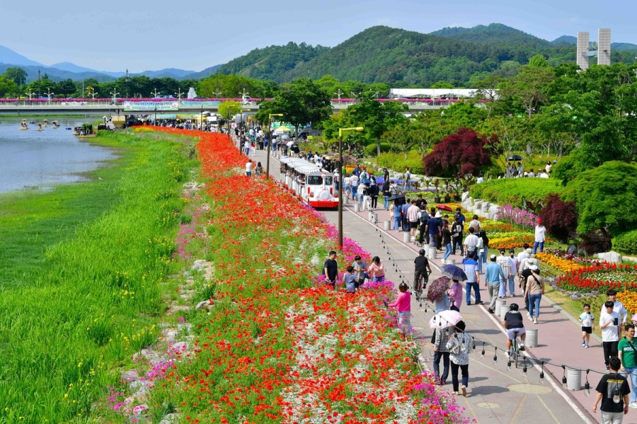 장성 황룡강 길동무 꽃길 축제+옥정호 붕어섬(작약, 양귀비)+출렁다리+전주 한옥마을