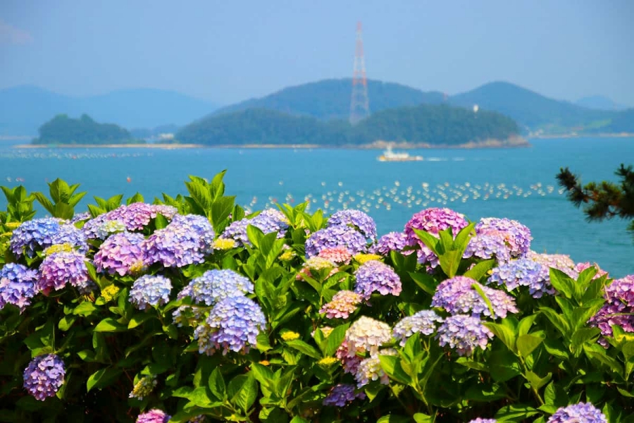 통영RCE세자트라숲+이순신공원 수국 산책로+달아전망대+통영 중앙전통시장+광도천 수국꽃길