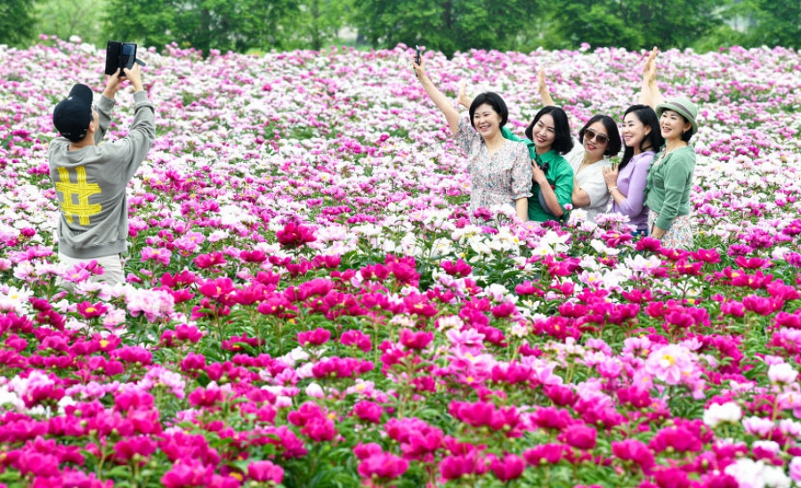 합천 황매산 철쭉제+핫들생태공원 작약+전 구형왕릉+성철스님 생가 터 겁외사+남사예담촌