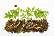 Ginseng