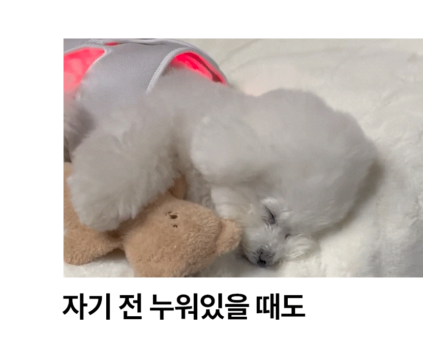 시리어스펫 슬개골 관절 따땃망토