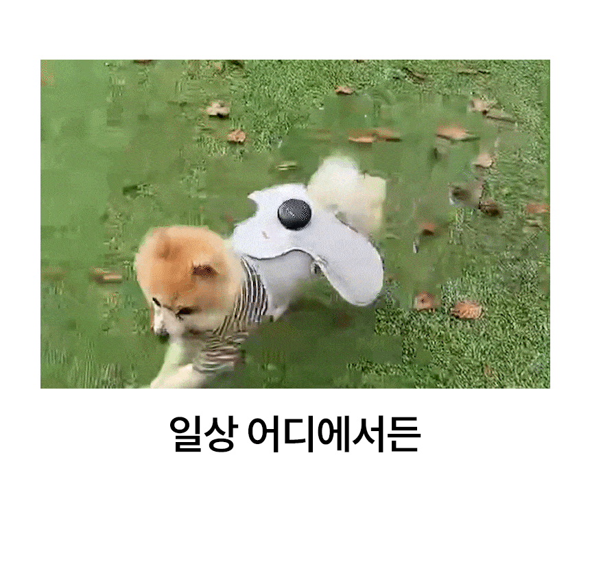 시리어스펫 x 멍스타 애견유치원