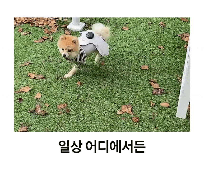 시리어스펫 슬개골 관절 따땃망토