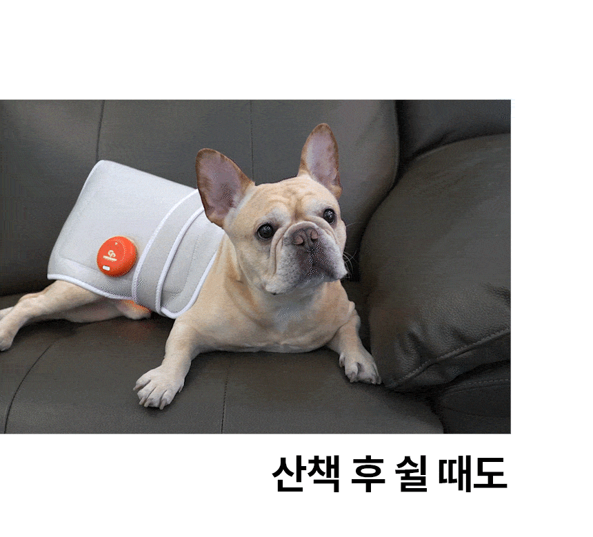 시리어스펫 x 멍스타 애견유치원