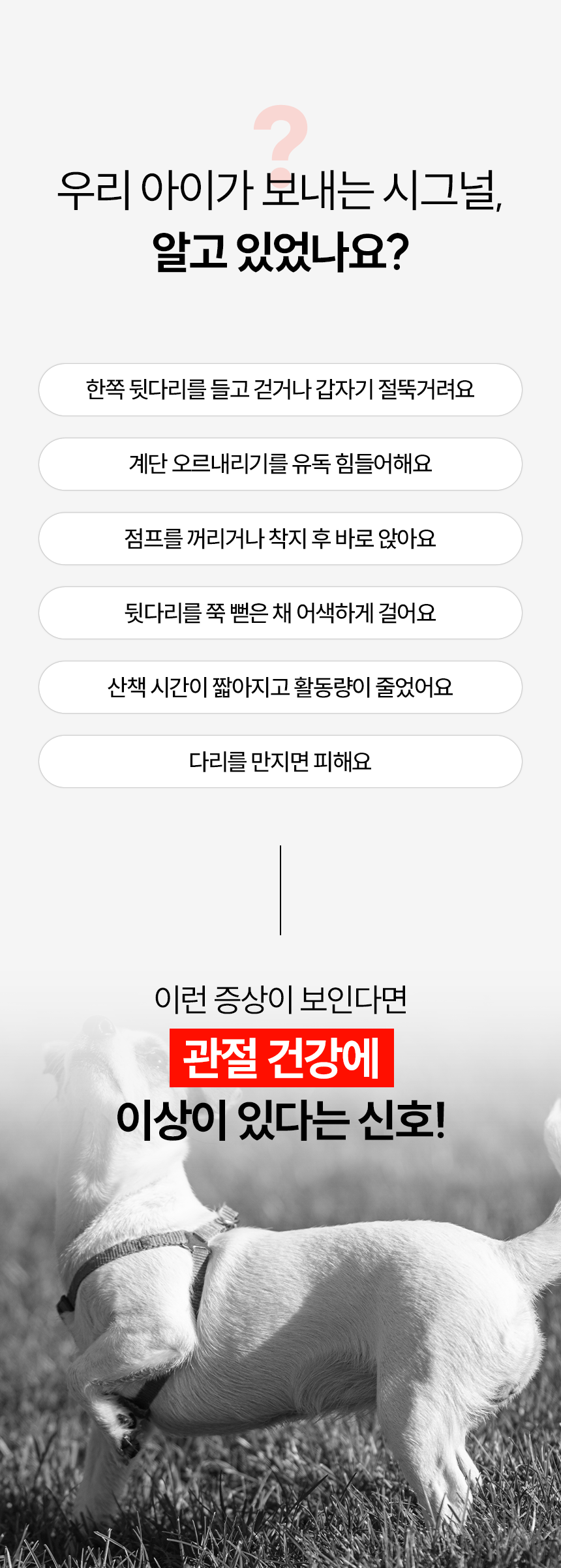 시리어스펫 슬개골 관절 따땃망토