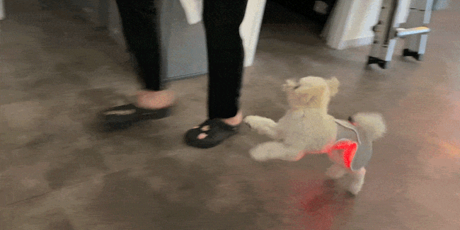 ece8ed0a6819a.gif