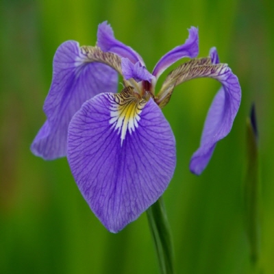 1fbd501471c4c.jpg