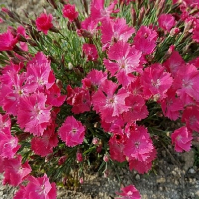 41f6ccc4578c4.jpg