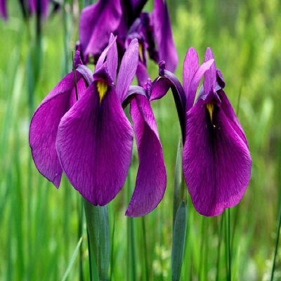 de4c2f94c7275.jpg