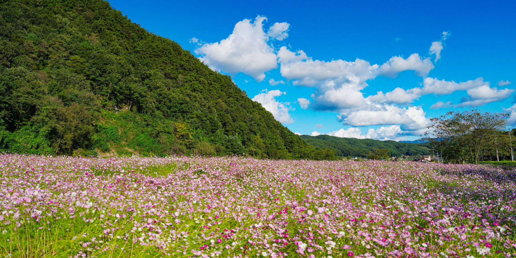서석 코스모스 풍경