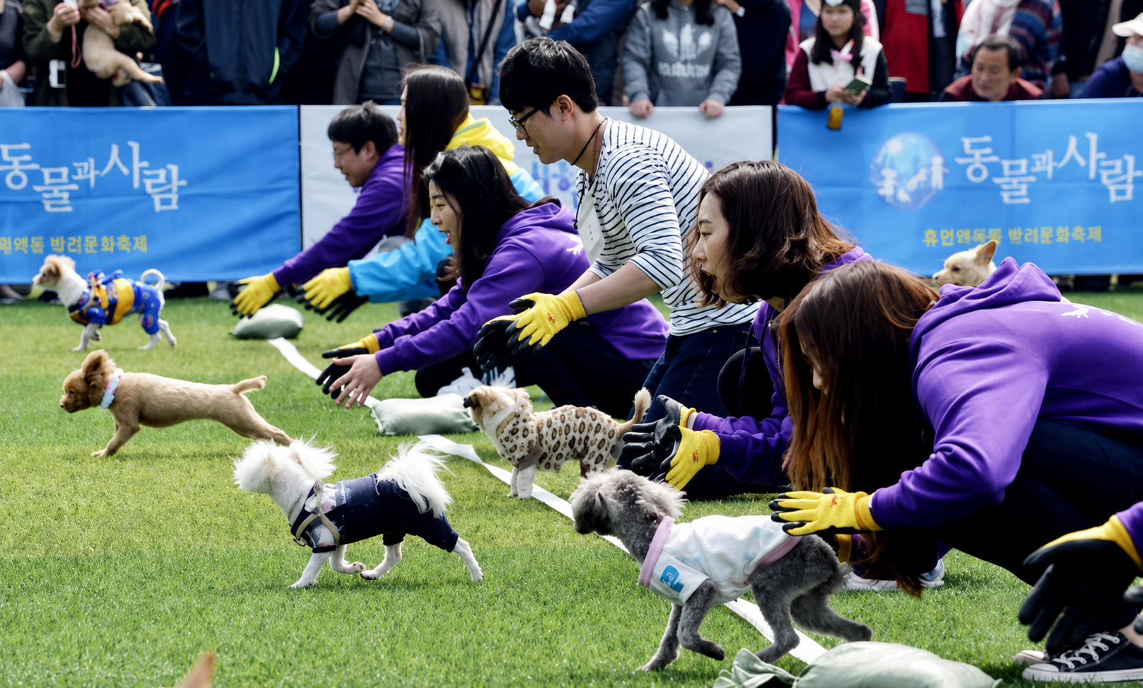 홍천군 반려동물 문화축제 현장